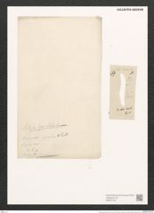 Nitzschia fasciculata Grun. (de-Toni-Nr.: Genus 47, Species 2102) Zeichnungen Sammlung Grunow (NHMW-BOT-W0372120)